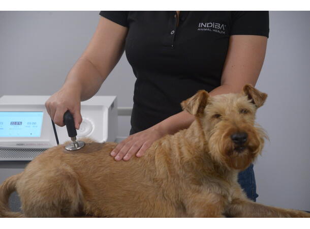 INDIBA Animal Health AH-100 Clinic 65W