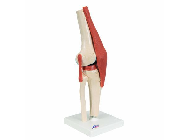 3B Functional Human Knee Joint Ligaments & Marked Cartilage