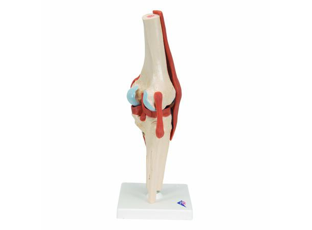 3B Functional Human Knee Joint Ligaments & Marked Cartilage