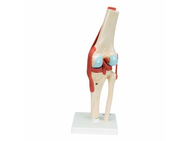3B Functional Human Knee Joint Ligaments & Marked Cartilage