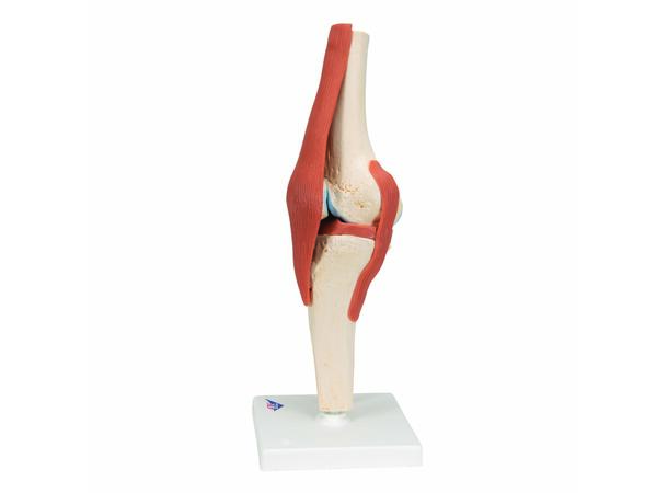 3B Functional Human Knee Joint Ligaments & Marked Cartilage