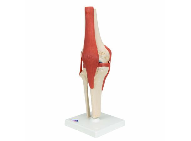 3B Functional Human Knee Joint Ligaments & Marked Cartilage