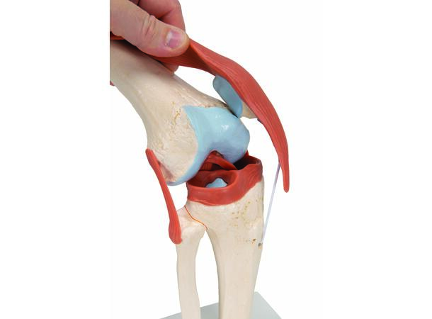 3B Functional Human Knee Joint Ligaments & Marked Cartilage