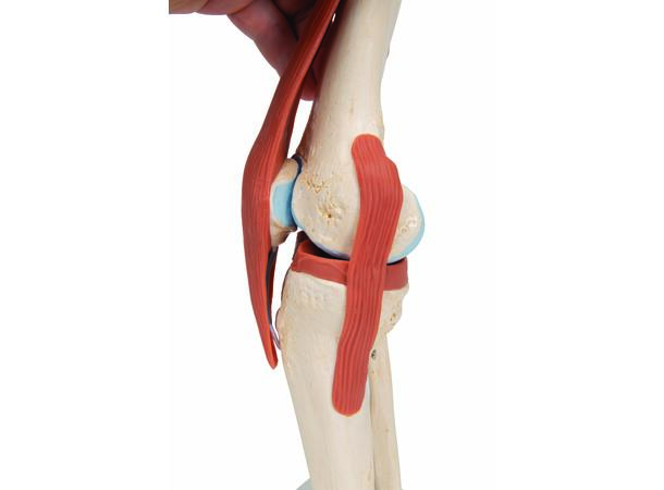 3B Functional Human Knee Joint Ligaments & Marked Cartilage