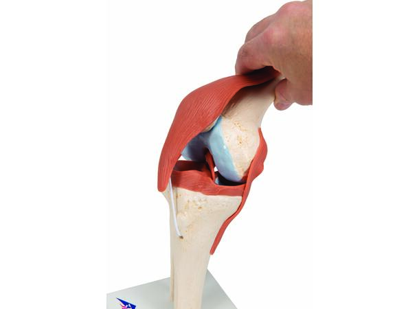 3B Functional Human Knee Joint Ligaments & Marked Cartilage