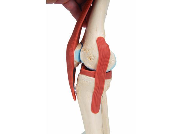 3B Funksjonelt Kneledd Ligamenter og markert brusk