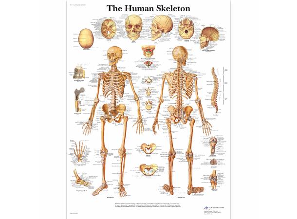 Plakat Menneskets Skjelett 50x67 cm Laminert