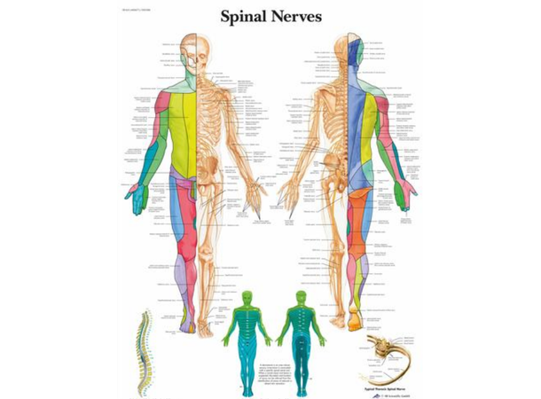 Plakat Spinal Nerves 50x67 cm Laminert