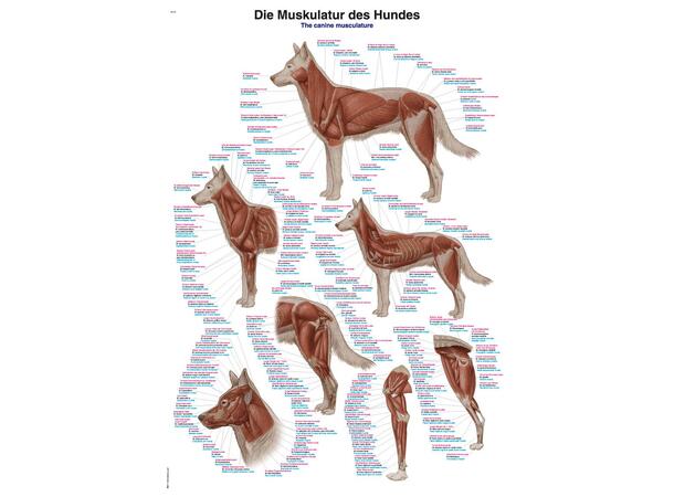 Hundens Muskulatur 70x100 cm 