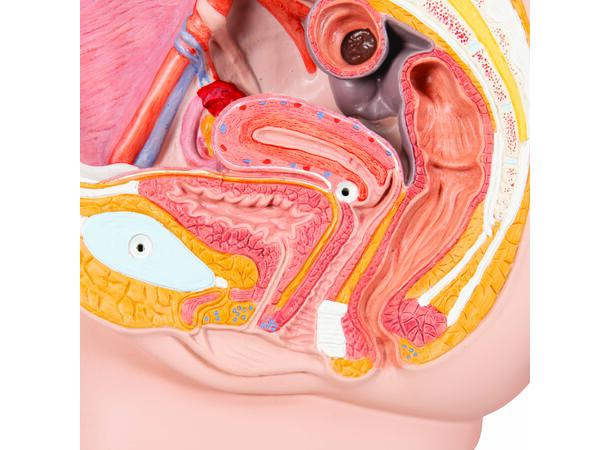 3B Kvinnelig Bekken i Sagittalsnitt To deler