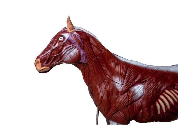 Hest 16 Deler 1/3 Naturlig Størrelse Hoppe