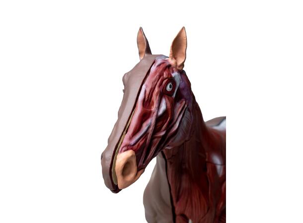 Hest 16 Deler 1/3 Naturlig Størrelse Hoppe