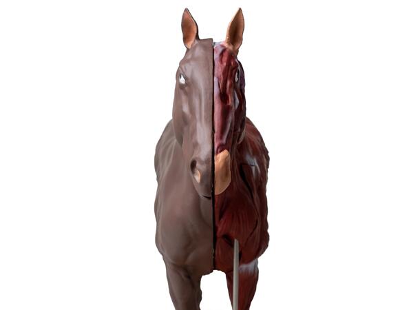 Hest 16 Deler 1/3 Naturlig Størrelse Hoppe
