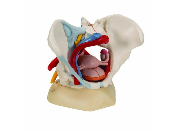 3B Human Female Pelvis 