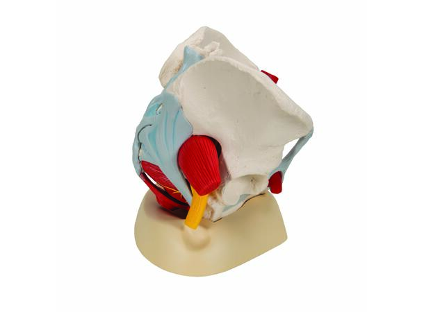 3B Human Female Pelvis 