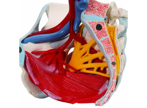3B Human Female Pelvis 