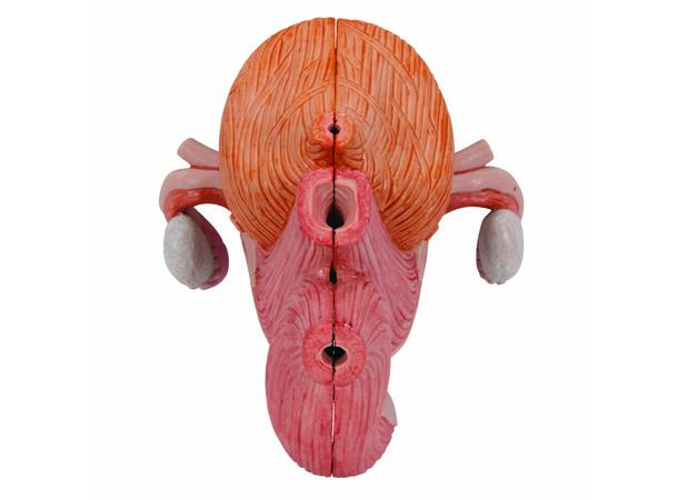 3B Human Female Pelvis 