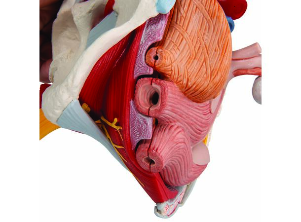 3B Human Female Pelvis 
