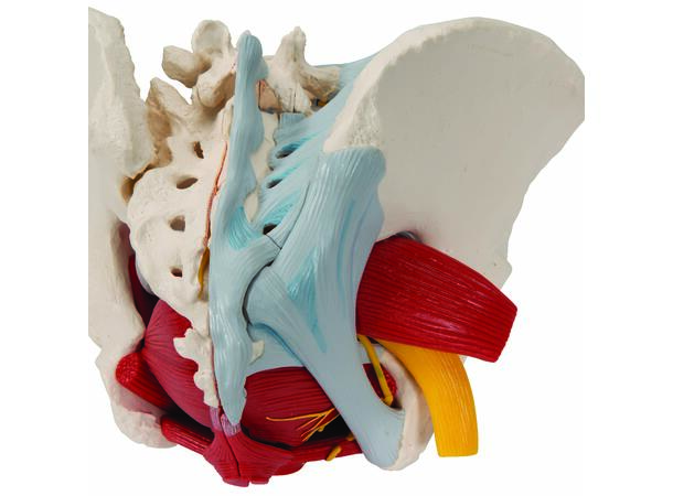 3B Human Female Pelvis 