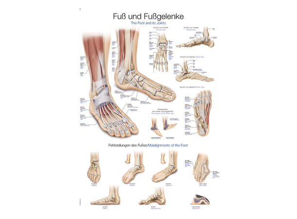 Plakat Fot Og Ankel 70 X 100 Cm Laminert AlfaCare AS Helse Sport 