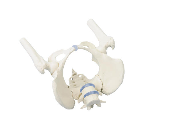 Female Hips With Lumbar 4059