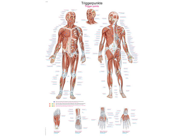 Plakat Trigger Points 50 -70 cm Papir