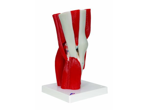 3B Knee Joint with Removable Muscles 12 parts