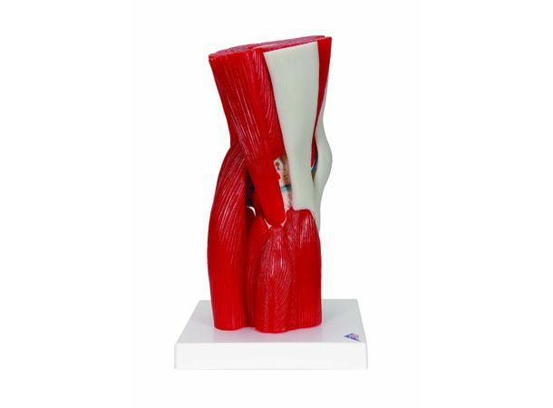 3B Knee Joint with Removable Muscles 12 parts