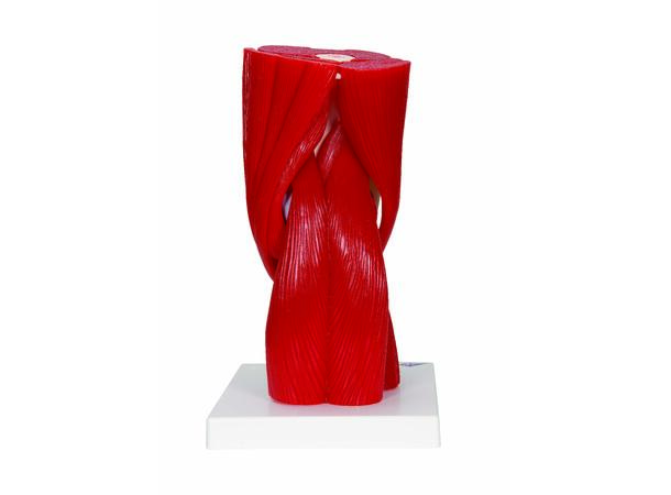 3B Knee Joint with Removable Muscles 12 parts