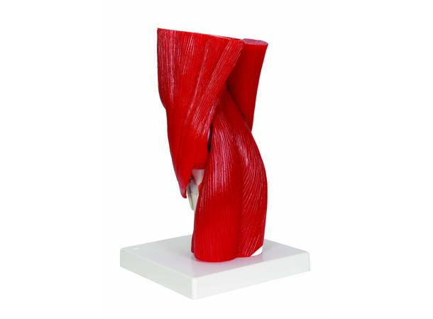 3B Knee Joint with Removable Muscles 12 parts