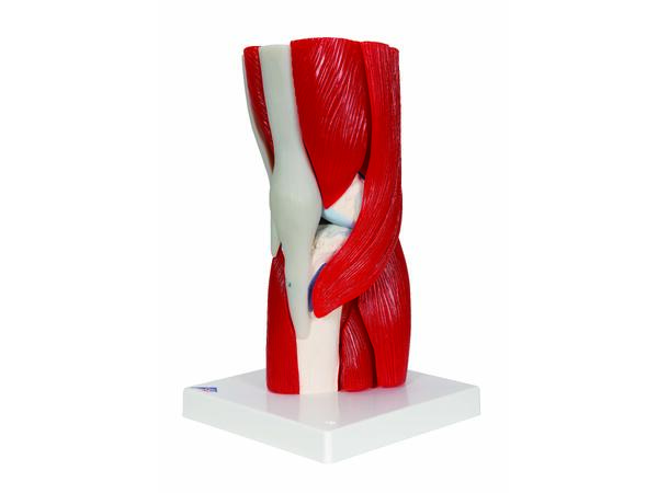 3B Knee Joint with Removable Muscles 12 parts