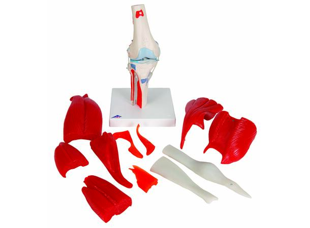 3B Knee Joint with Removable Muscles 12 parts