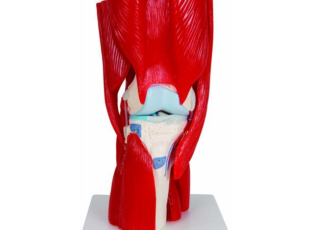 3B Knee Joint with Removable Muscles 12 parts
