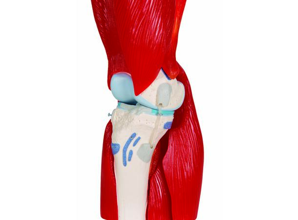 3B Knee Joint with Removable Muscles 12 parts