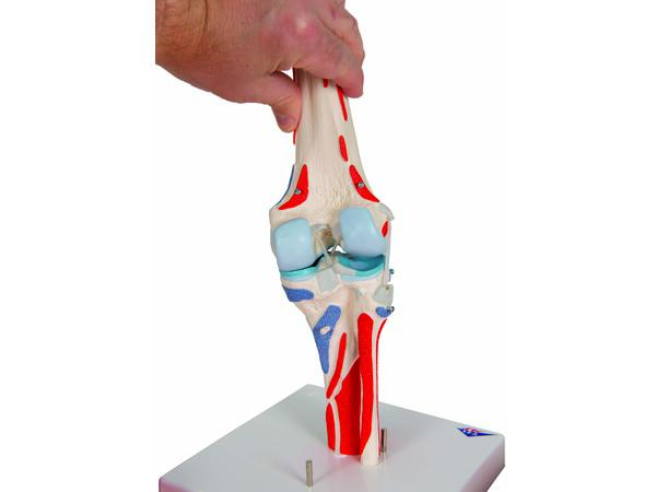 3B Knee Joint with Removable Muscles 12 parts