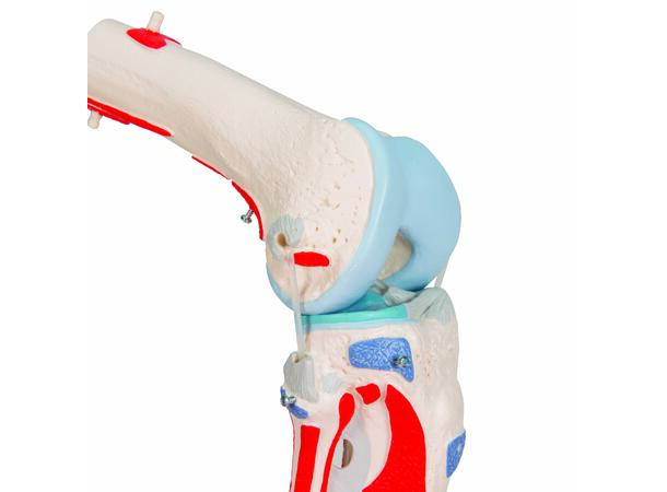 3B Knee Joint with Removable Muscles 12 parts