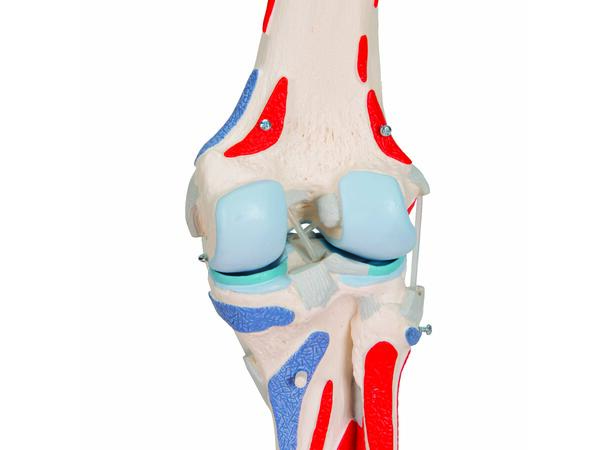 3B Knee Joint with Removable Muscles 12 parts