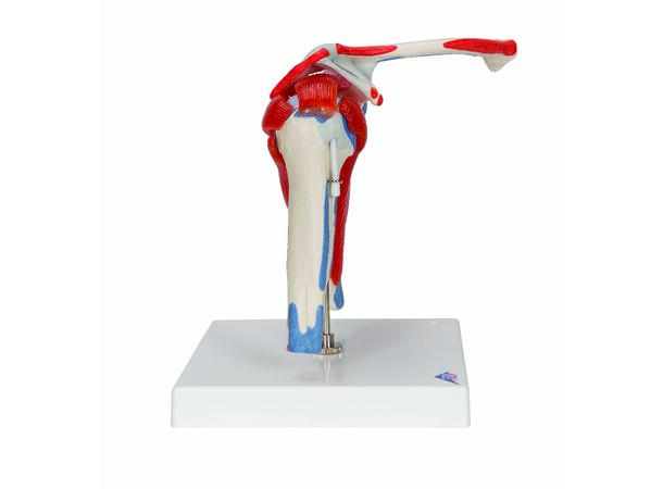 3B Shoulder Joint With Rotator Cuff 5 part 