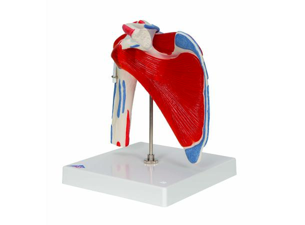 3B Shoulder Joint With Rotator Cuff 5 part 