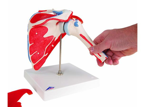 3B Shoulder Joint With Rotator Cuff 5 part 