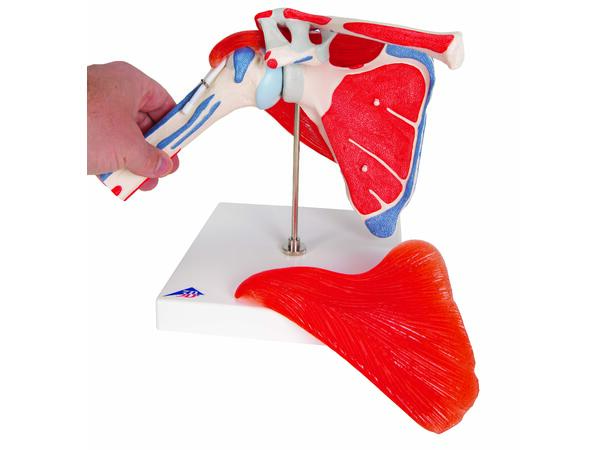 3B Shoulder Joint With Rotator Cuff 5 part 