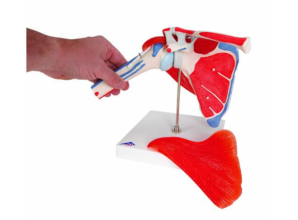 3B Shoulder Joint With Rotator Cuff 5 part 