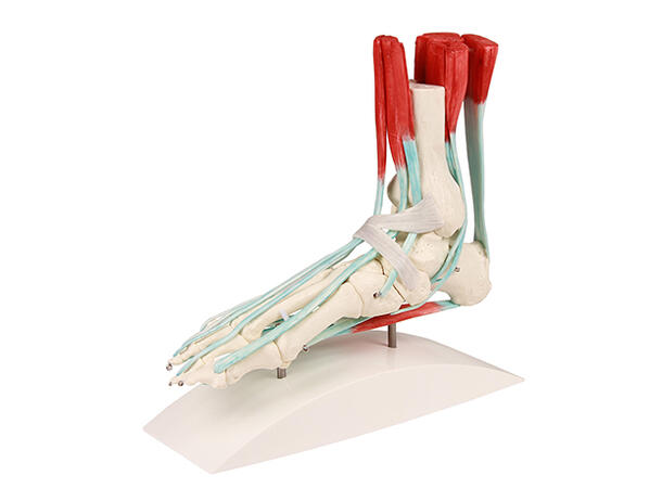Foot skeleton 6052 with ligaments On stand