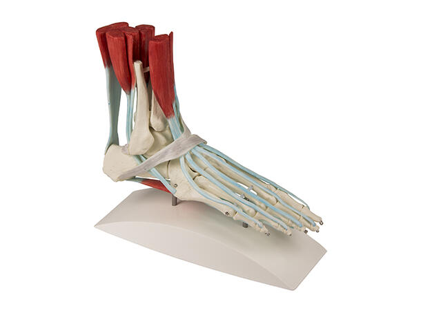 Foot skeleton 6052 with ligaments On stand