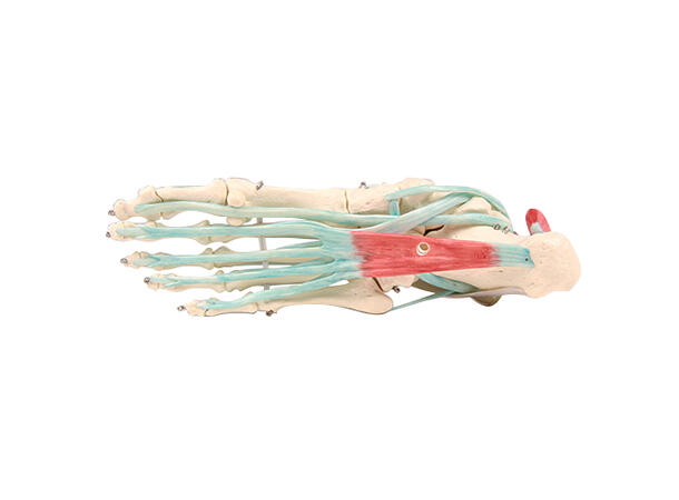 Foot skeleton 6052 with ligaments On stand