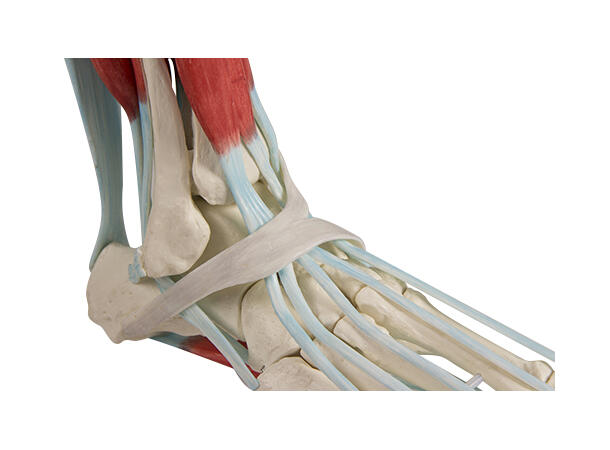 Foot skeleton 6052 with ligaments On stand