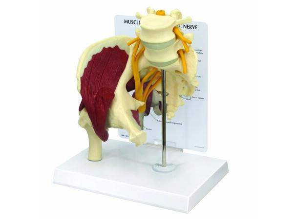 Hofte m/ Isjasnerve og Muskler Life-Size Modell