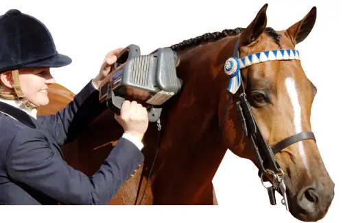 Thumper equine 