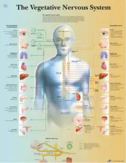 Plakat Autonome Nervesystemet 50x67cm Laminert