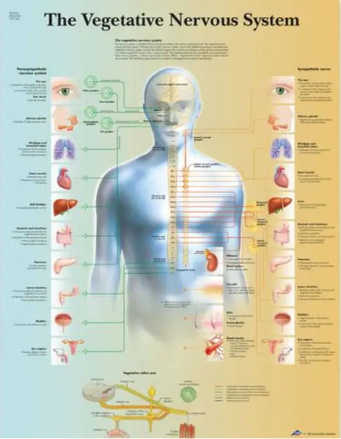 Plakat Autonome Nervesystemet 50x67cm Laminert 